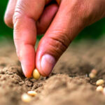 Nueva PAC: La UE incluye la Agricultura de Conservación en el listado de ecoesquemas pero el Ministerio deja fuera la siembra directa 3