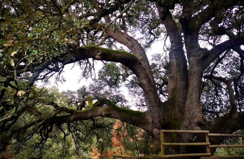La abuela de las encinas de España, la  carrasca milenaria de Lecina (Huesca), aspira a convertirse en árbol europeo del año