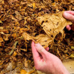 Lucha por salvar las ayudas de la PAC al sector: Cada inversión en tabaco se multiplica por diez las rentas en la zona productora 3