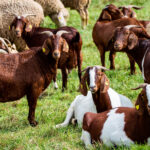 «Cacicada», «pérdidas de 32 millones»,… siguen las críticas a la aprobación del reglamento del periodo transitorio de la PAC 3