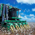 El pago específico al cultivo del algodón para la campaña 2020 será de 1.005,6 €/ha, 55 euros más que el pasado año 1