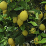 La producción de Limón Verna se estima en 343.000 toneladas por las 947.000 del limón fino esta campaña 1