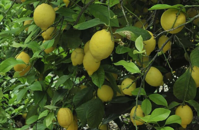 La producción de Limón Verna se estima en 343.000 toneladas por las 947.000 del limón fino esta campaña