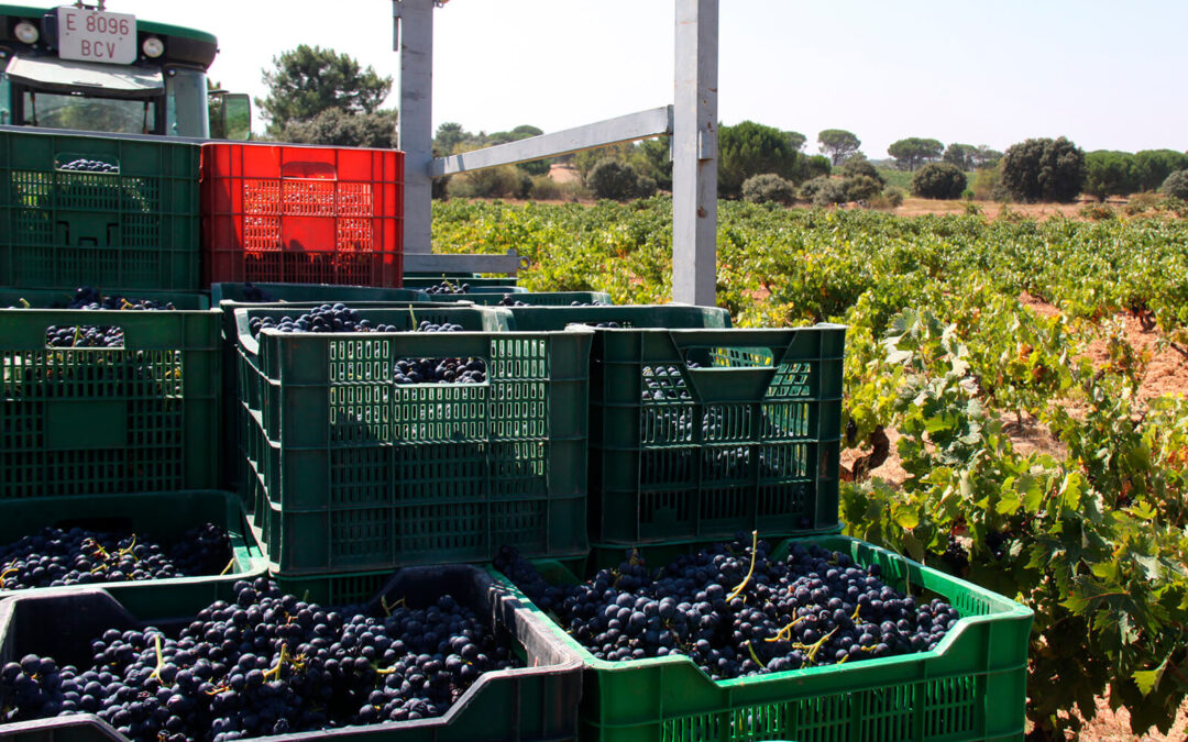 Batería de propuestas para salvar la rentabilidad de los viticultores, que pasan por un presupuesto extraordinario del Ministerio
