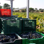 Batería de propuestas para salvar la rentabilidad de los viticultores, que pasan por un presupuesto extraordinario del Ministerio 3