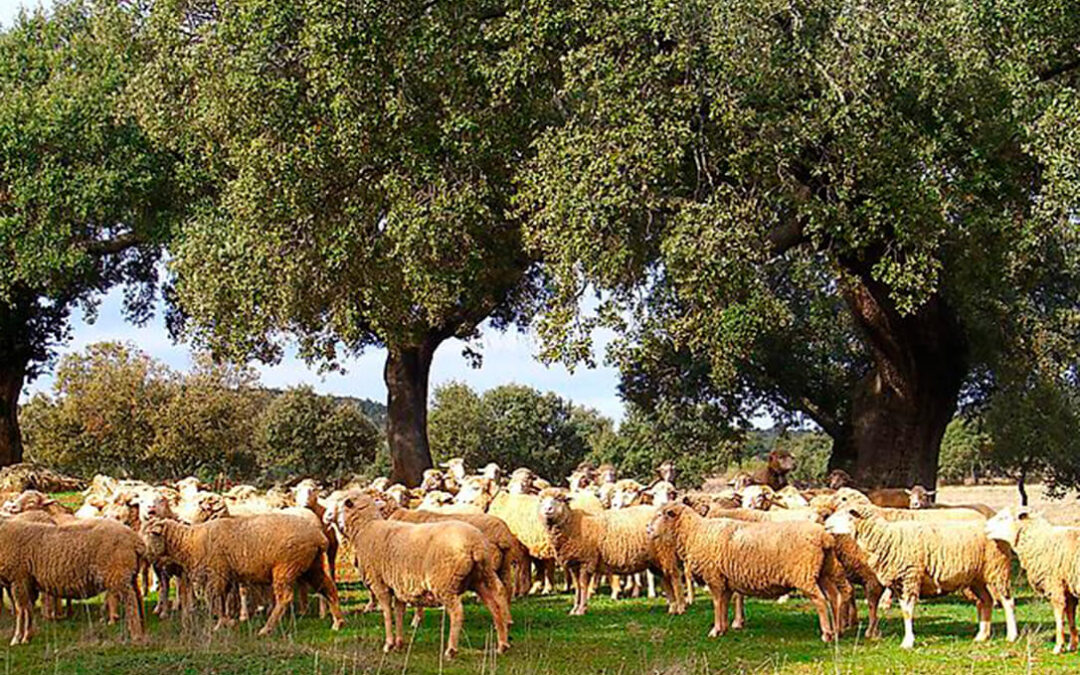 Las ayudas Covid al ovino y caprino han sido «un nuevo engaño»: El 70% de los ganaderos se quedan sin ellas