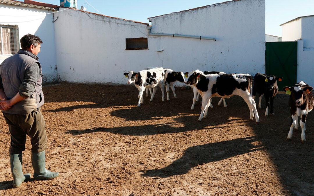 Los ganaderos de leche enfurecen con ciertas industrias lácteas: «Ofertar contratos a la baja es inasumible»