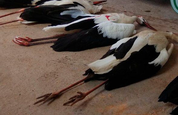 Nuevo caso de gripe aviar en España con cuatro animales muertos, tres cigüeñas y una oca salvaje en el Parque Natural del Empordà