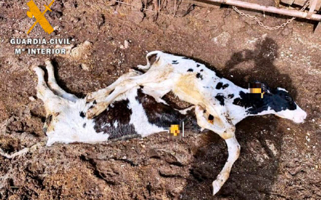 Investigan a un ganadero después de aparecer en su explotación 22 vacas muertas e intentar manipular sus crotales