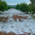 Agroseguro, contento con un seguro agrario que ha batido récords en 2020 con un 4,7% más de declaraciones que en el año anterior 4 Agroseguro, contento con un seguro agrario que ha batido récords en 2020 con un 4,7% más de declaraciones que en el año anterior 3