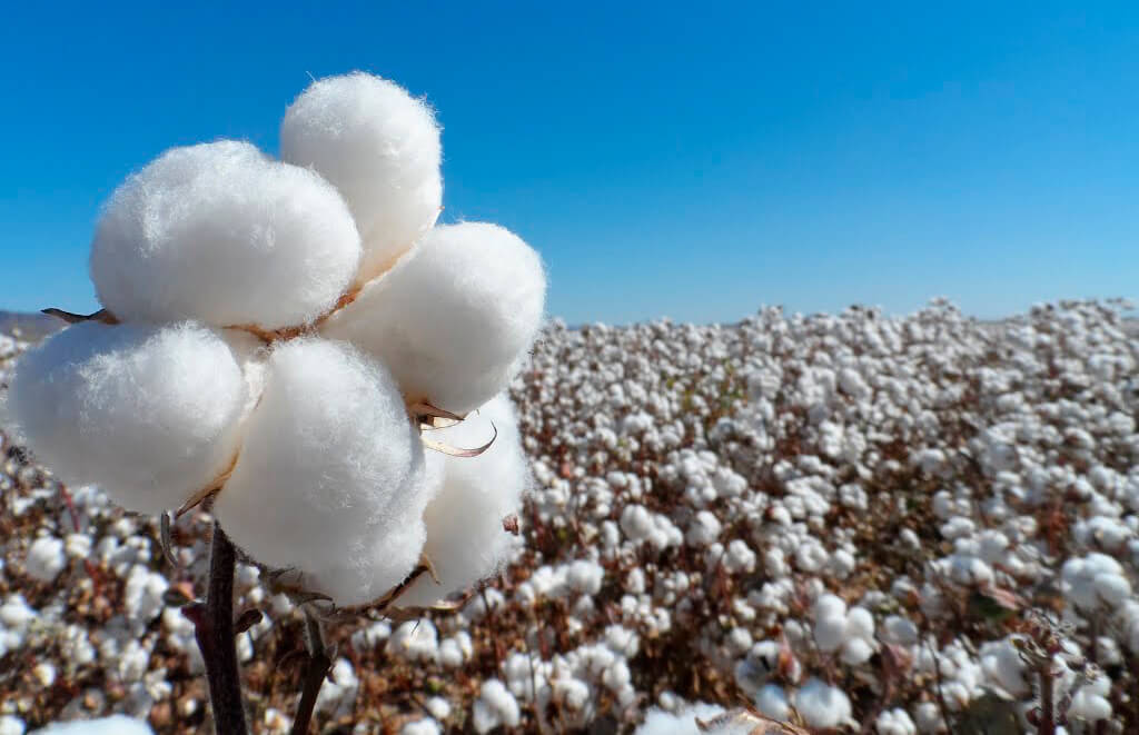 Andalucía paga 50 millones en ayudas especiales al sector del algodón y recuerda que se perderán 1,5 en el período transitorio de la PAC