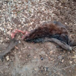 Un nuevo ataque de lobos en una ganadería palentina deja un ternero muerto y un nuevo enfado en el sector 1