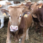 Convergencia de la PAC: Al sector ganadero le sigue sin salir las cuentas y piden un cambio o medidas correctoras 4 Convergencia de la PAC: Al sector ganadero le sigue sin salir las cuentas y piden un cambio o medidas correctoras 3