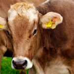 La ganadería, la primera gran victima de la convergencia de la PAC: Se pueden perder entre el 14 y el 18% de las ayudas actuales 4 La ganadería, la primera gran victima de la convergencia de la PAC: Se pueden perder entre el 14 y el 18% de las ayudas actuales 3