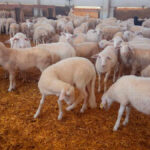 La nueva crisis de los ganaderos de ovino provoca que haga falta un rescate ante el nuevo hundimiento de los precios 1
