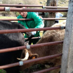 ¿Cuál es la labor de un veterinario? 3