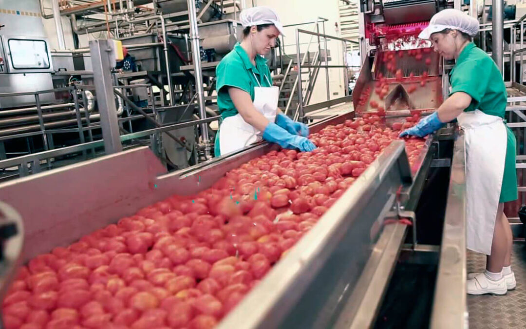 Denuncian el “inmovilismo” de Conesa tras negarse a subir los precios a los productores de tomate castigan aún más al sector