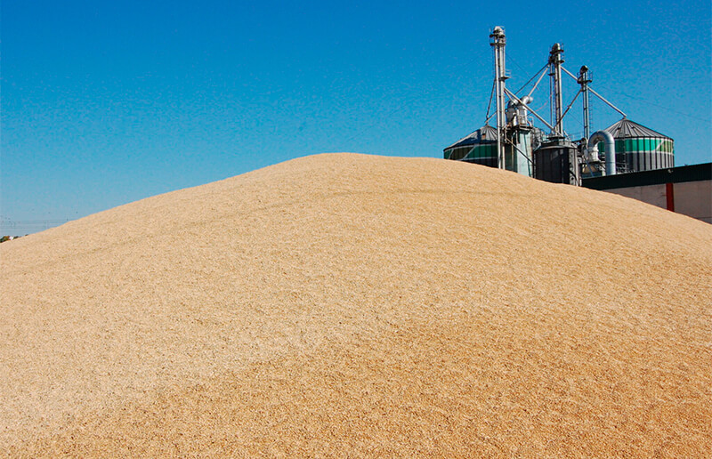 Frenazo en seco en los precios de los cereales que ve cómo el trigo duro pierde 10 euros y que solo el maíz logran una leve subida