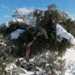 Acusan al departamento de Agricultura catalán de inoperancia en la gestión de los daños del Filomena 4 Acusan al departamento de Agricultura catalán de inoperancia en la gestión de los daños del Filomena 3