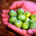 Balance satisfactorio de la IGP Aceitunas Manzanilla y Gordal de Sevilla, que abre el plazo para nuevas inscripciones 3