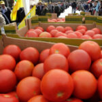 Denuncian a la industria tomatera ante la AICA por incumplir el precio mínimo y excederse en los 30 días el pago 1