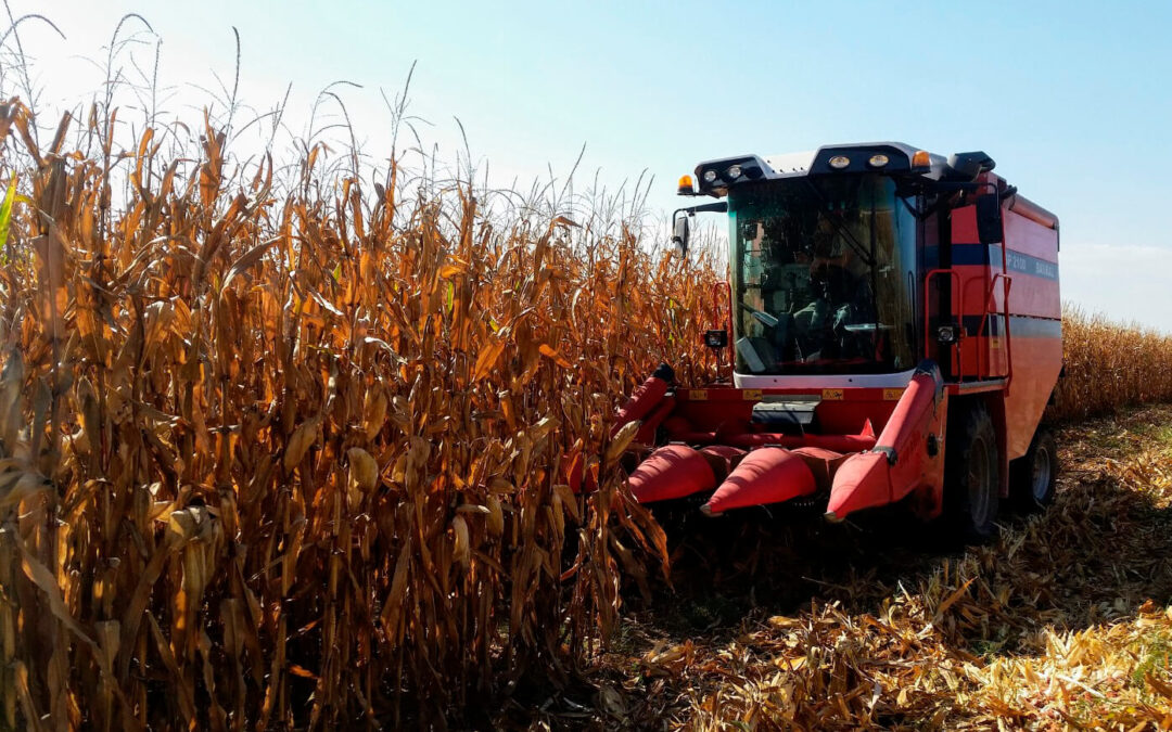 Un estudio revela que la alta rentabilidad hace de maíz y soja unos de los cultivos más viables en Aragón