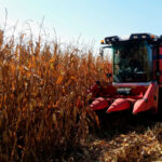 Un estudio revela que la alta rentabilidad hace de maíz y soja unos de los cultivos más viables en Aragón 4 Un estudio revela que la alta rentabilidad hace de maíz y soja unos de los cultivos más viables en Aragón 3