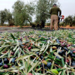 La llegada de Biden no trae cambios en los aranceles, que se mantienen en el 25% para los productos españoles como el aceite o la aceituna 4 La llegada de Biden no trae cambios en los aranceles, que se mantienen en el 25% para los productos españoles como el aceite o la aceituna 3