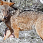 El lobo ya es una especie protegida que no se podrá cazar en contra de la postura general de todo el sector ganadero 4 El lobo ya es una especie protegida que no se podrá cazar en contra de la postura general de todo el sector ganadero 3