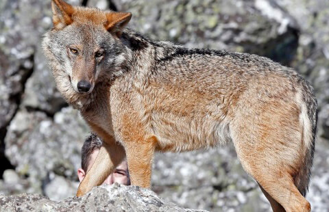 El lobo ya es una especie protegida que no se podrá cazar en contra de la postura general de todo el sector ganadero
