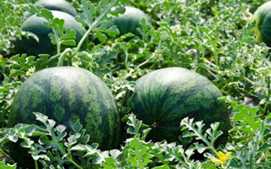 La Interprofesional de melón y sandía de Castilla-La Mancha pide prudencia al sector para una siembra adecuada