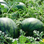 La Interprofesional de melón y sandía de Castilla-La Mancha pide prudencia al sector para una siembra adecuada 1