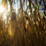 Proyecto MORERA, un nuevo sistema de recomendación agrícola que reducirá hasta un 25% el empleo del agua en los cultivos 3