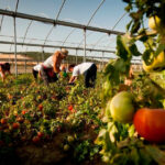 Rechazo del sector a que la agricultura ecológica se quedase relegada en un ecoesquema específico en la nueva PAC 4 Rechazo del sector a que la agricultura ecológica se quedase relegada en un ecoesquema específico en la nueva PAC 3