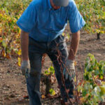 Análisis del periodo transitorio: El deseo de convergencia choca con la diversidad del pago básico de la PAC 3