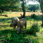 Los ecoesquemas del Gobierno: Nueve tipos centrados en pastos, alternativas a las quemas, siegas, verdes y con menos fitosanitarios 3