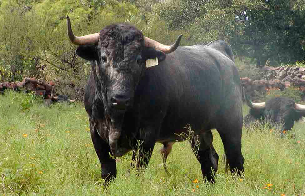 El Gobierno se compromete con el sector en la defensa de la ganadería autóctona del toro bravo en la futura PAC