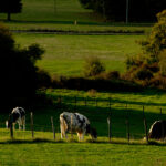 Planas aplaude a las CCAA de la Cornisa Cantábrica por su «paso positivo» pese a las críticas en el debate abierto sobre el futuro de la PAC 4 Planas aplaude a las CCAA de la Cornisa Cantábrica por su «paso positivo» pese a las críticas en el debate abierto sobre el futuro de la PAC 3