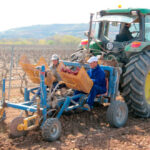 Acuerdo en UE para prolongar 15 años más, hasta 2045, la autorización de la plantación de viñedos 1