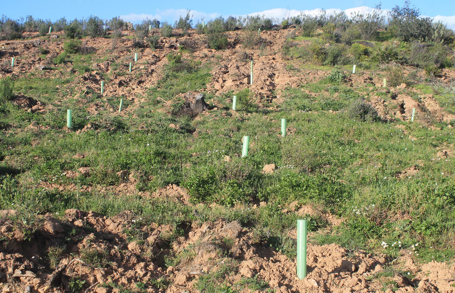 Programada una plantación masiva de especies forestales autóctonas con  motivo del Día de Andalucía - Agroinformacion