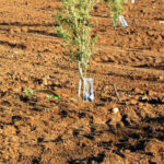 Almazaras de la Subbética y la Fundación Savia acuerdan plantar un árbol por cada nacimiento en la cooperativa 3