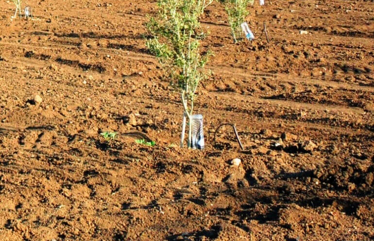 Almazaras de la Subbética y la Fundación Savia acuerdan plantar un árbol por cada nacimiento en la cooperativa