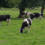 Lactalis sube el precio de la leche a los ganaderos en Francia y los rebaja, junto a Reny Picot, a los ganaderos en España 1