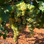 Críticas constructivas: Falta de rigor y concreción en el borrador de la Ley de la Viña y del Vino de Castilla-La Mancha 1