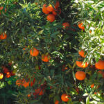 La segunda mitad de la campaña citrícola valenciana eleva el ritmo de compras y los precios en el campo 3