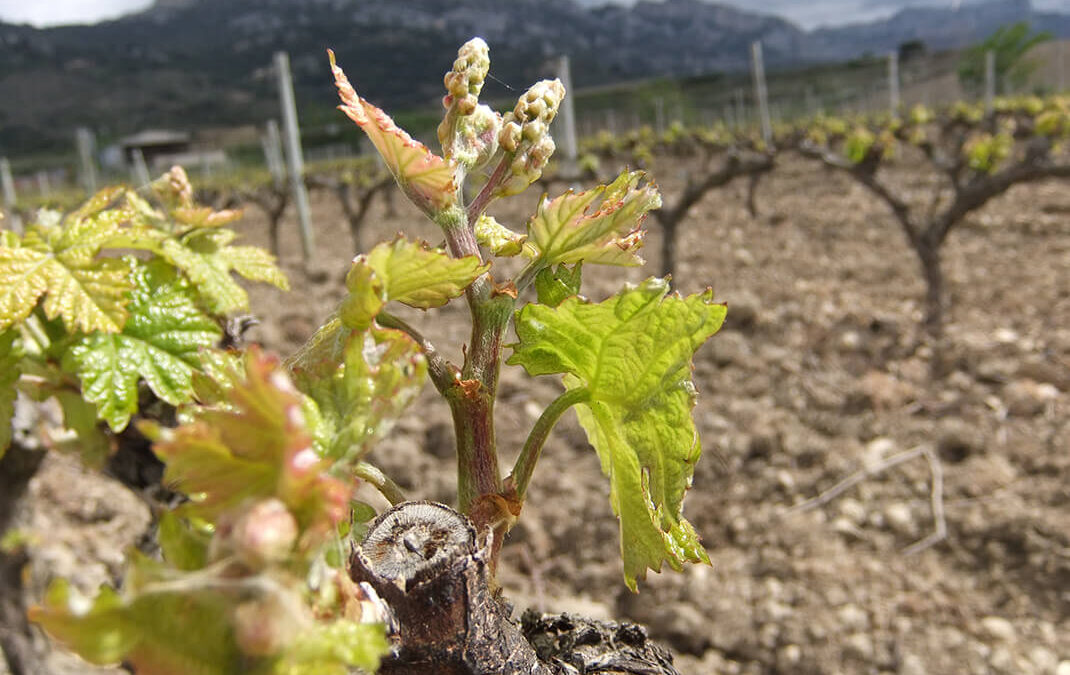 Premiado un proyecto que tiene como objetivo la disminución del uso de tratamientos fitosanitarios químicos en viticultura