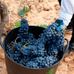 Piden a Gobierno y CCAA que «se retraten» ante la crisis del vino, «sin duda, el sector agrícola que peor lo está pasando» 1