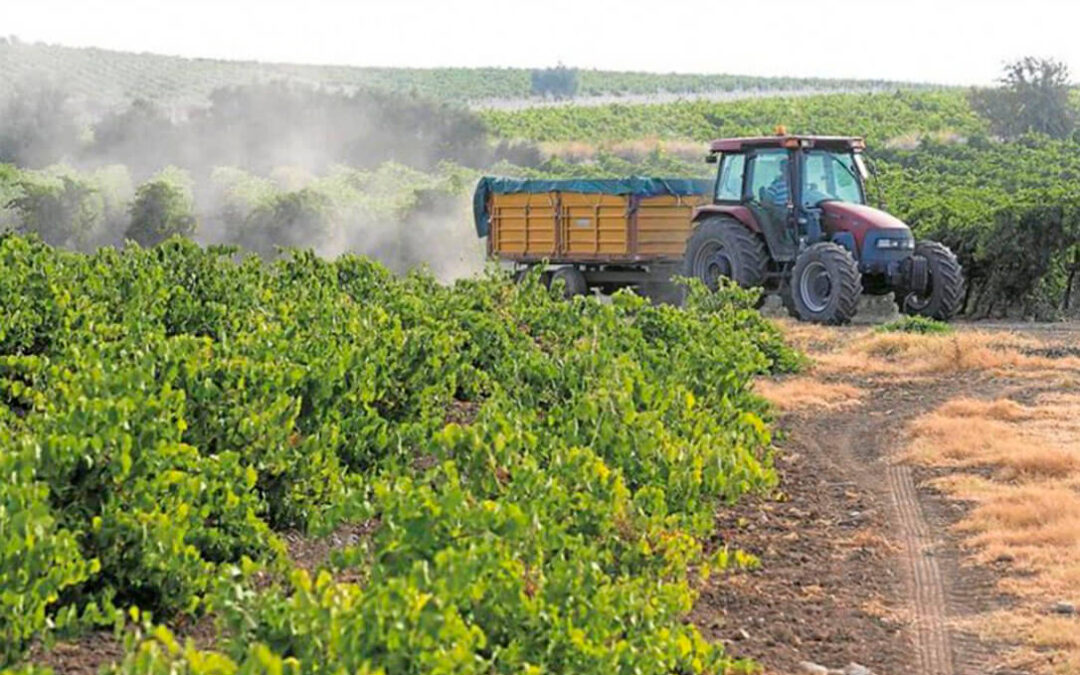 Medidas para impedir que los viticultores abandonen el sector: Una vendimia en verde «más ambiciosa» y destilación de crisis