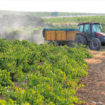 Medidas para impedir que los viticultores abandonen el sector: Una vendimia en verde «más ambiciosa» y destilación de crisis 1