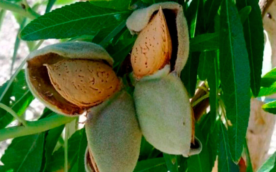 Condena de 8 meses de prisión para un viverista por reproducir ilegalmente una variedad vegetal protegida de almendro
